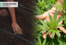 Photo of Checklist For Cannabis Growth: Things You Need To Start Cannabis Cultivation