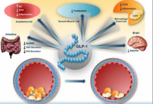 Photo of Advancing Diabetes Research: Exploring Mouse Models and GLP-1R Significance