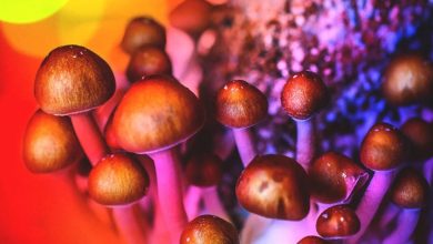 Photo of Elevate your edibles- How magic mushroom gummies offer a unique experience?