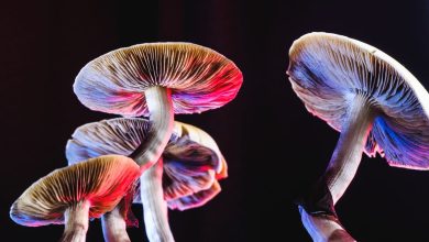Photo of Psychedelic healing – Therapeutic properties of magic mushrooms
