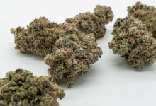 Photo of Shop THC A Flower Online: Top Choices