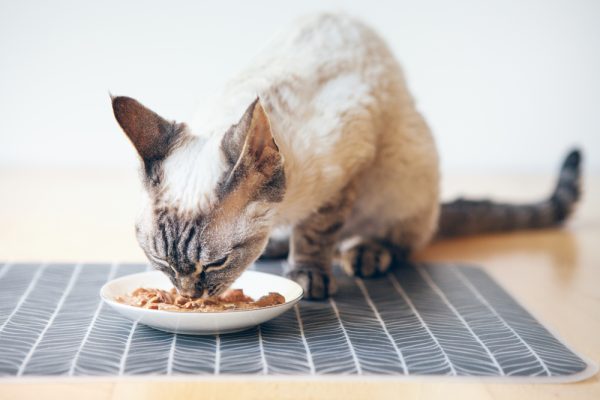 Best Food For Your Cat