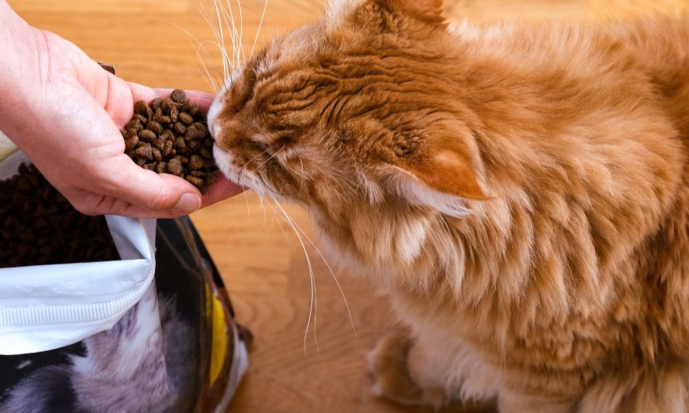 Best Food For Your Cat